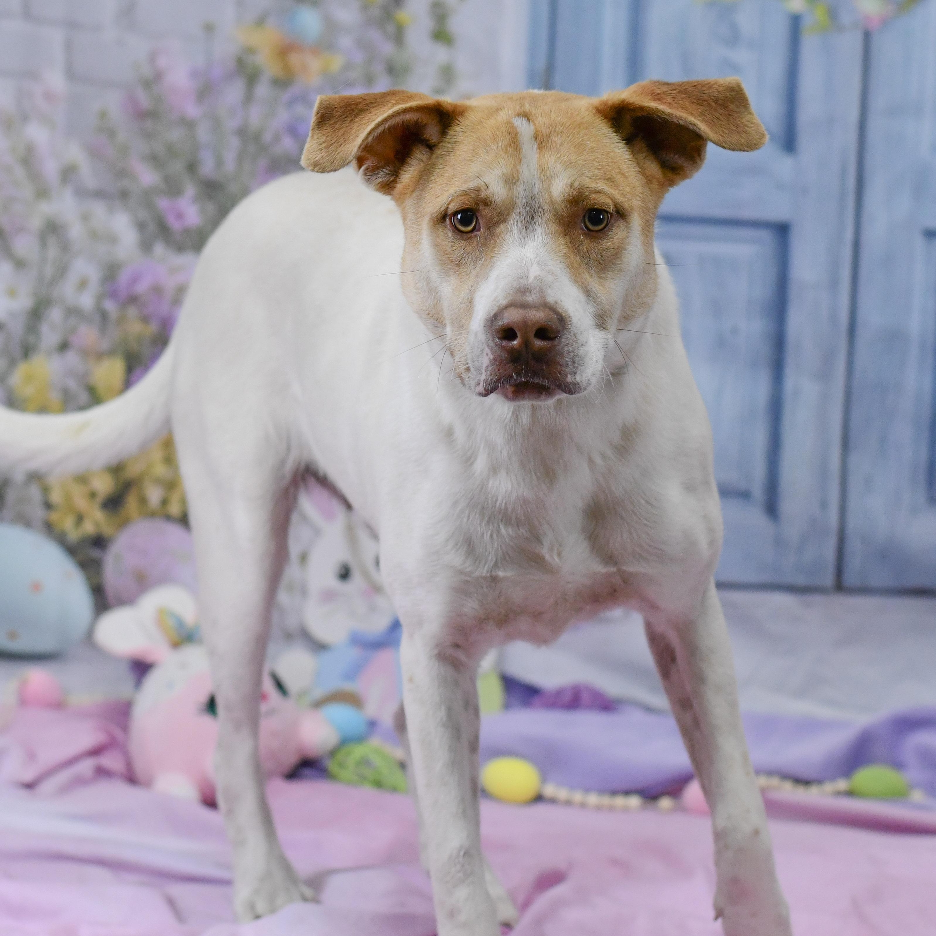 Jasper, ADOPTABLE, Adult Male Mixed Breed.