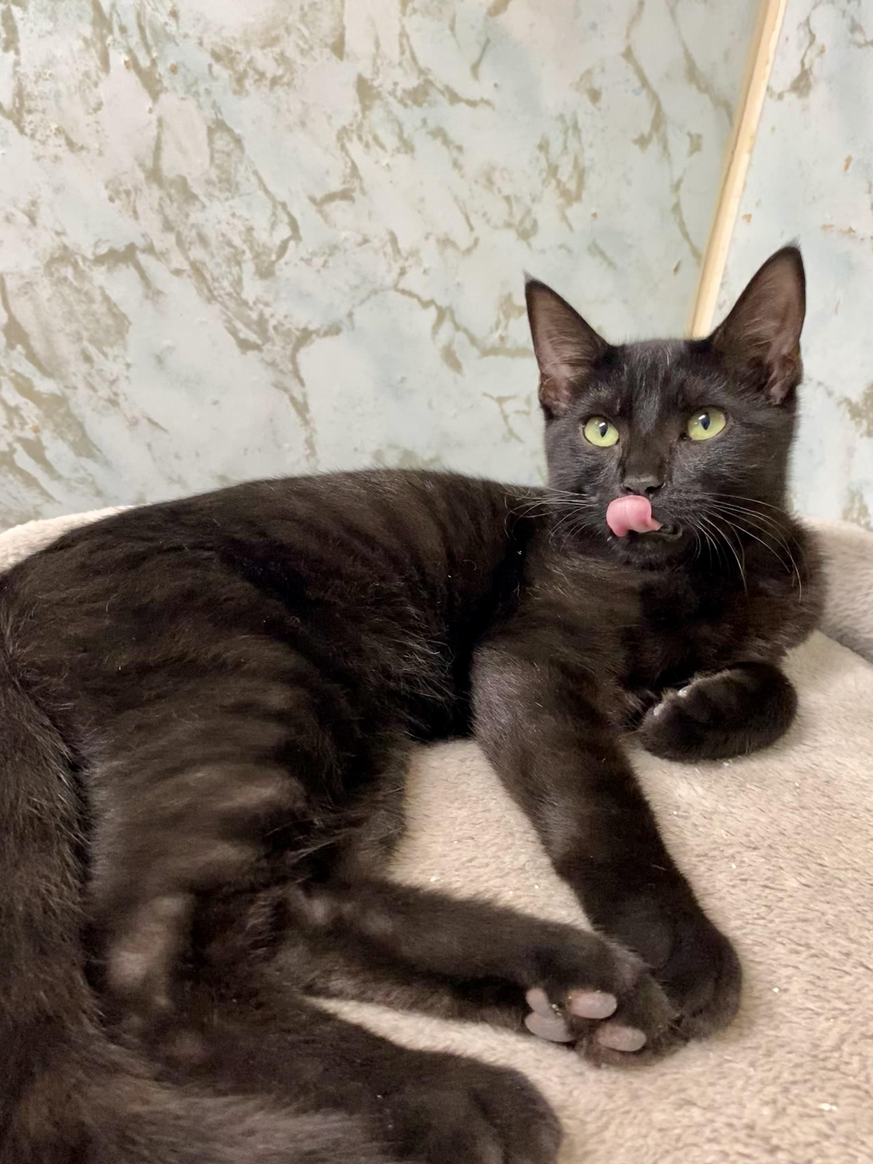 BRAD KITT, Adoptable, Young Male Domestic Medium Hair.