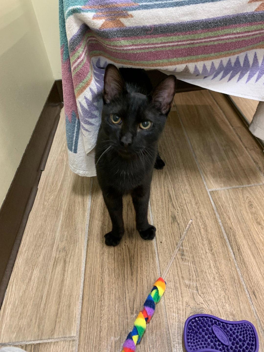 Floyd, Adoptable, Kitten Male Domestic Short Hair.