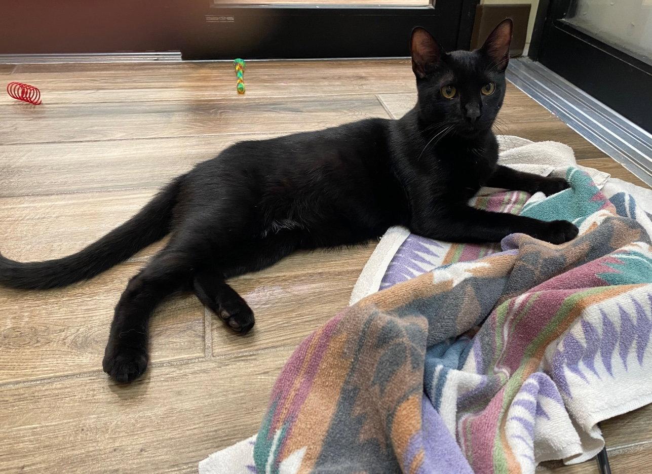 Enlarge Floyd, a Adoptable Domestic Short Hair in Oakland, CA image 2/3