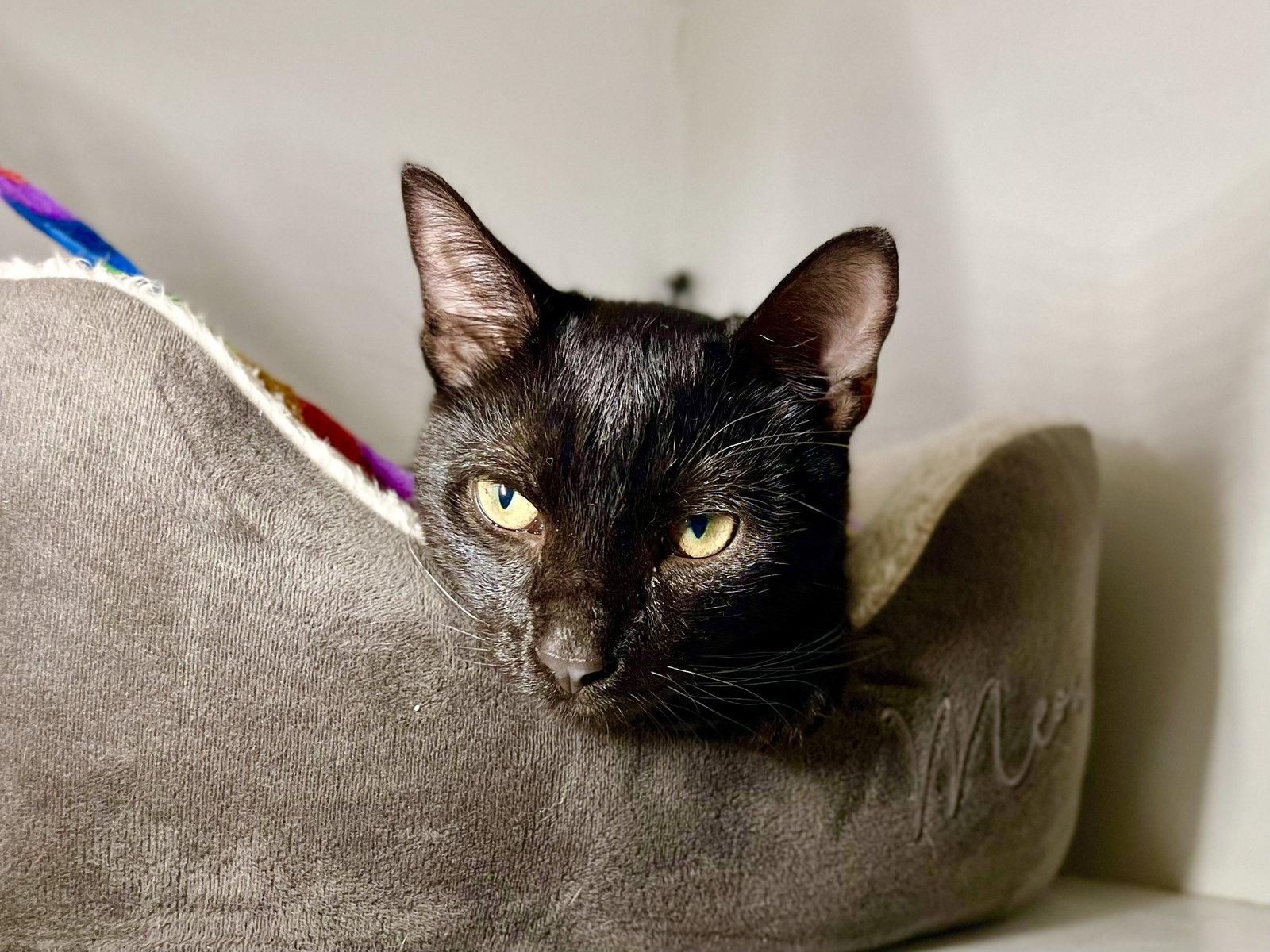 Enlarge Floyd, a Adoptable Domestic Short Hair in Oakland, CA image 3/3