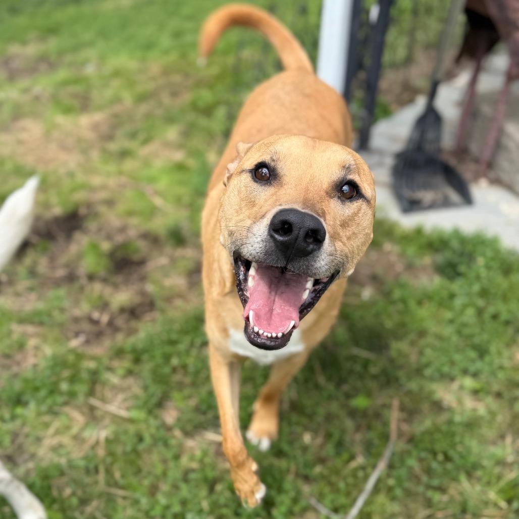 Mowgli, Adoptable, Adult Male American Staffordshire Terrier & Australian Shepherd.