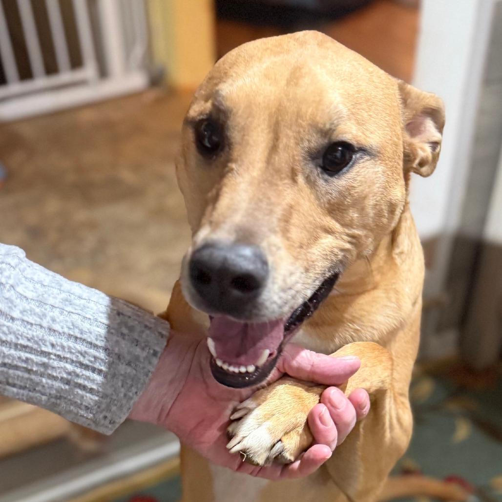 Mowgli, a Adoptable mixed breed in Staten Island, NY image 2/6