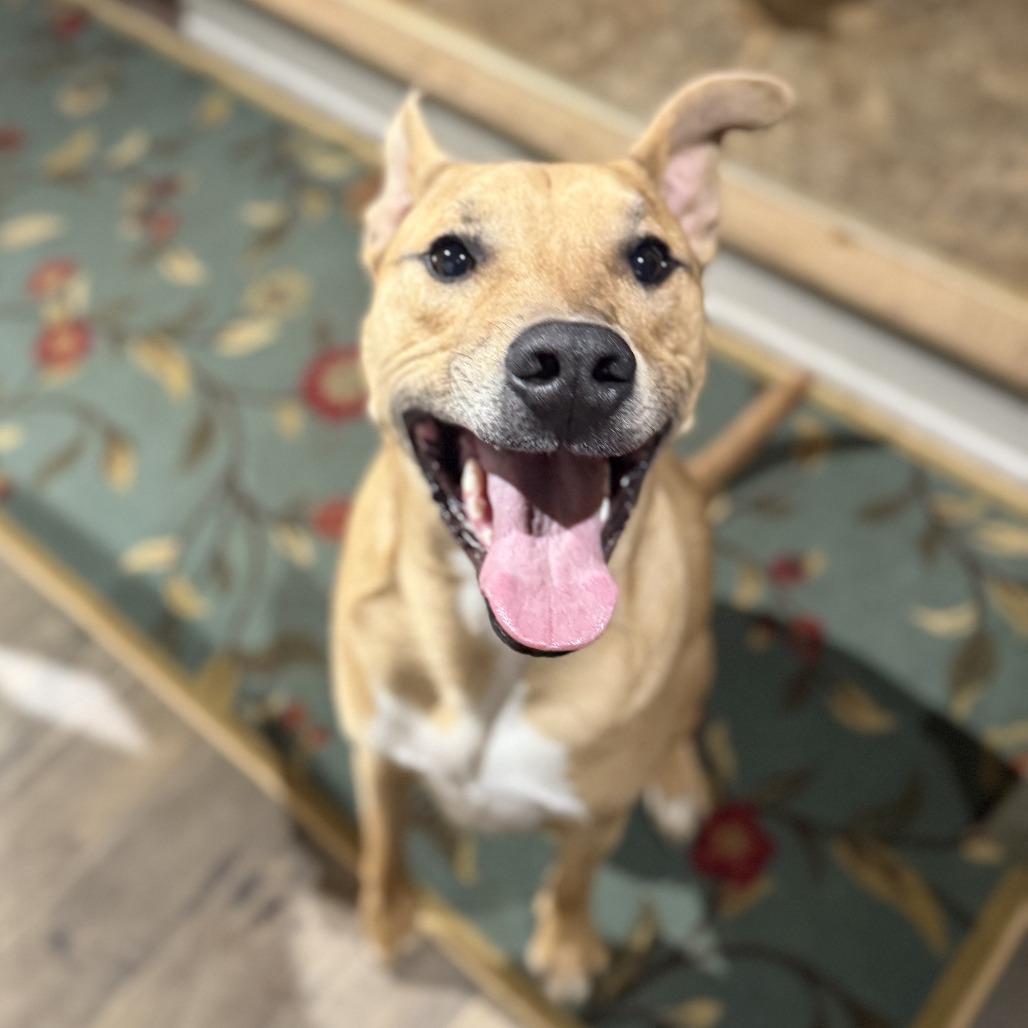 Mowgli, a Adoptable mixed breed in Staten Island, NY image 3/6