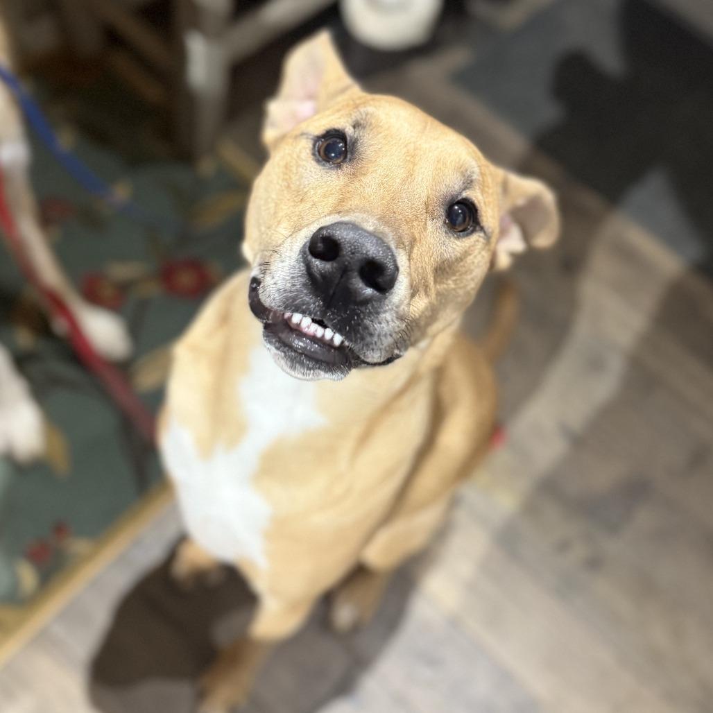 Mowgli, a Adoptable mixed breed in Staten Island, NY image 4/6