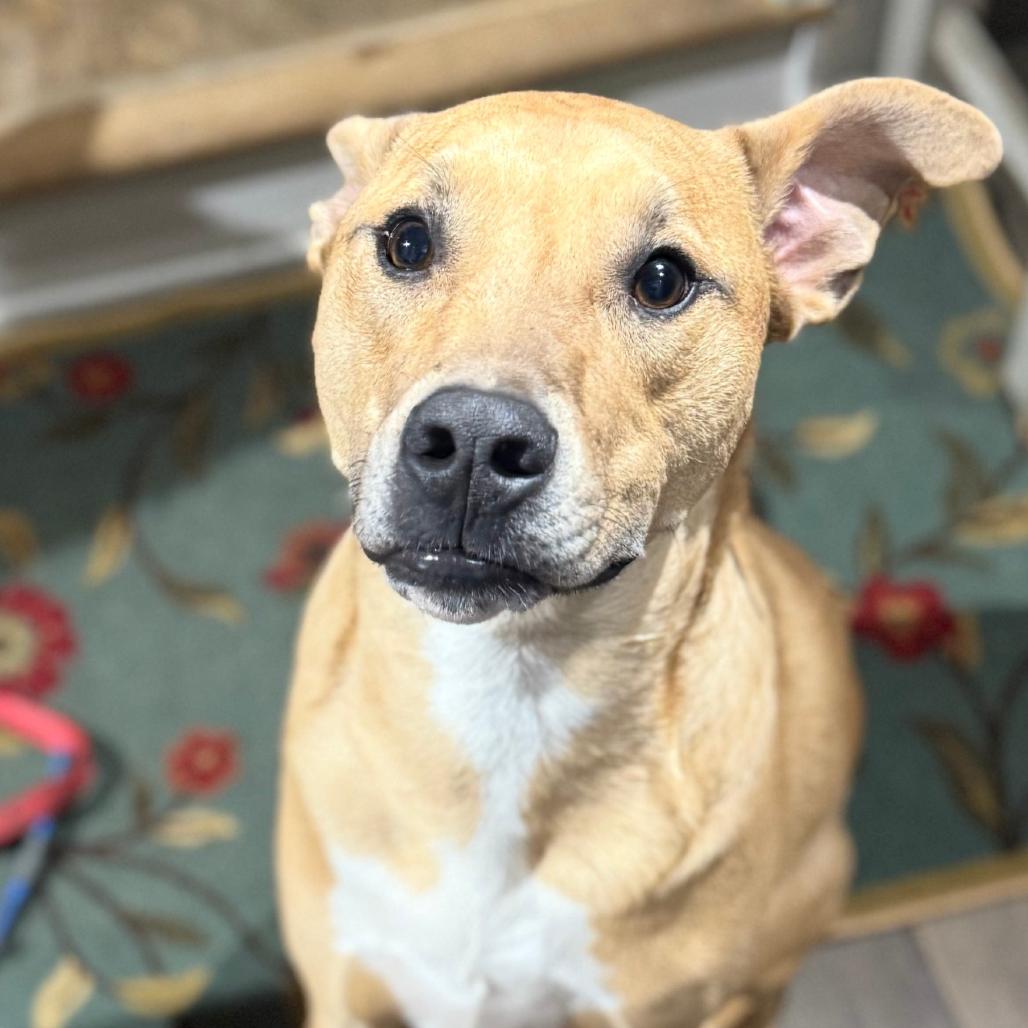 Mowgli, a Adoptable mixed breed in Staten Island, NY image 5/6