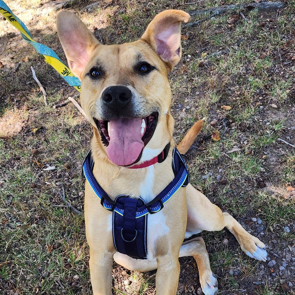 Mowgli, a Adoptable mixed breed in Staten Island, NY image 6/6
