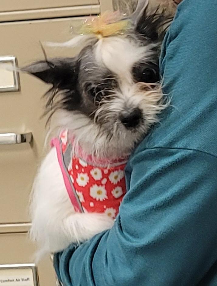 Enlarge Dottie Grace, a Adopted mixed breed in Winston-Salem, NC image 1/5