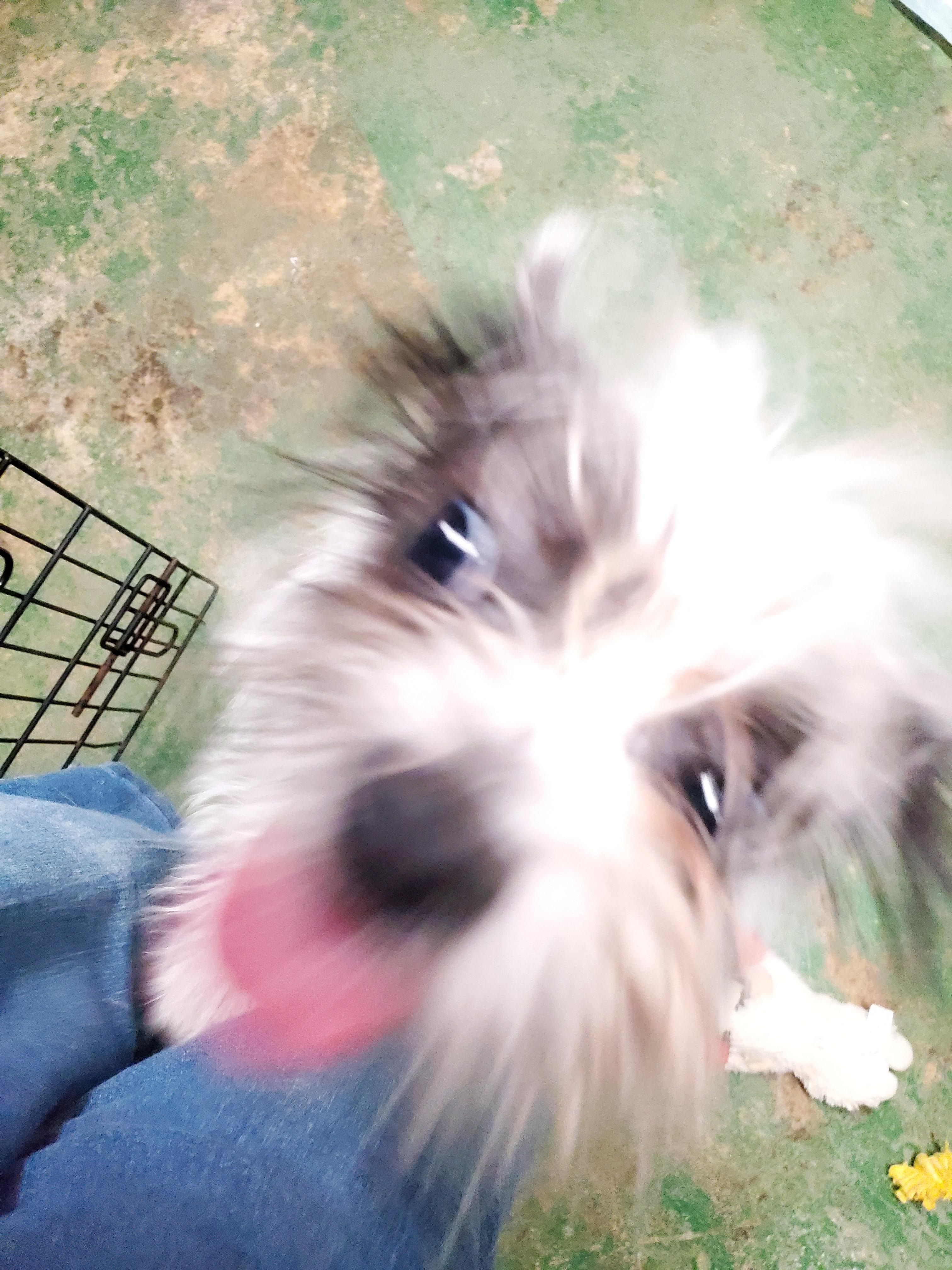 Enlarge Dottie Grace, a Adopted mixed breed in Winston-Salem, NC image 2/5