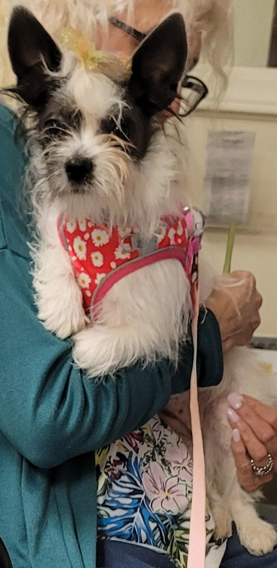 Enlarge Dottie Grace, a Adopted mixed breed in Winston-Salem, NC image 3/5