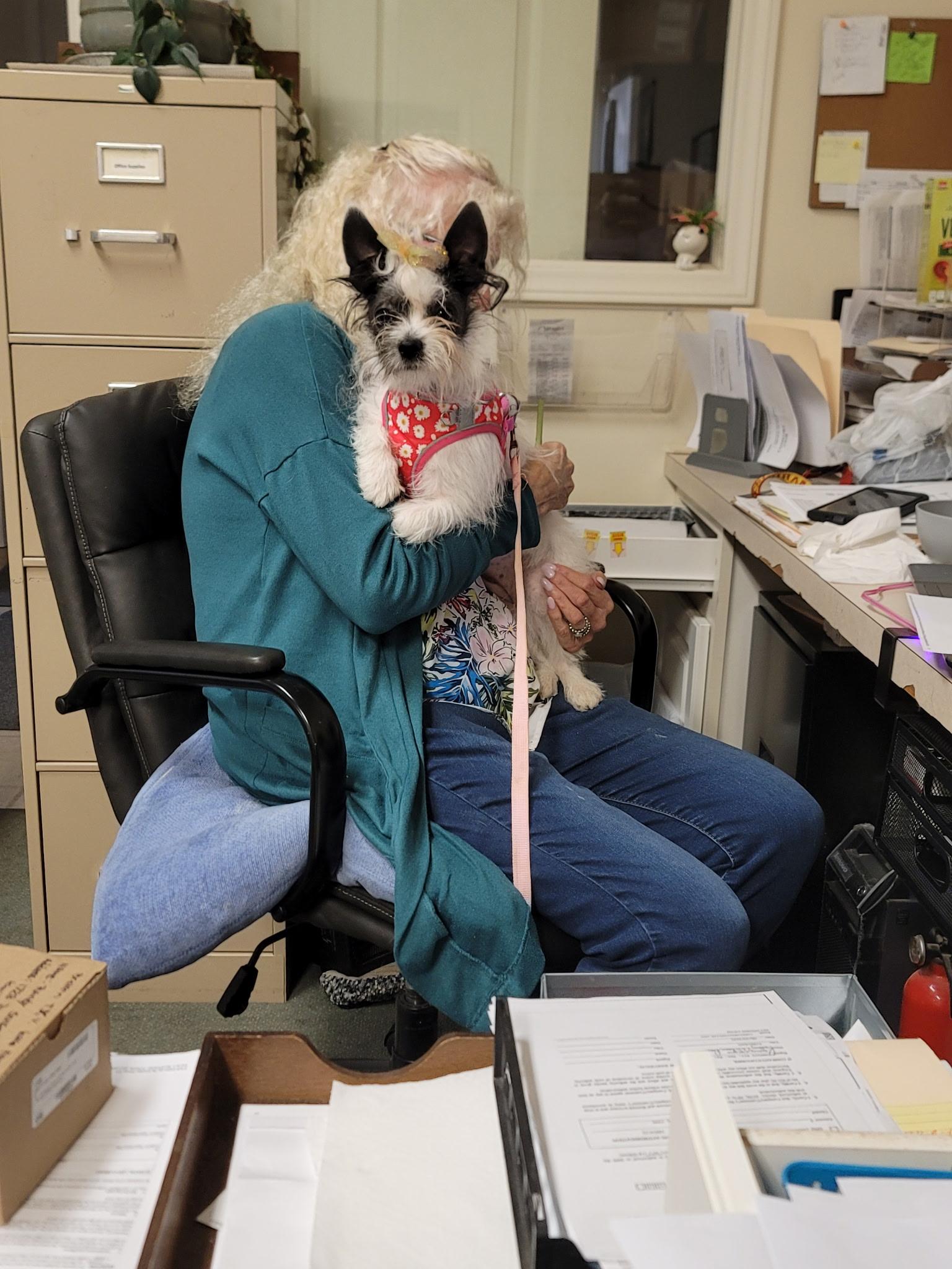 Enlarge Dottie Grace, a Adopted mixed breed in Winston-Salem, NC image 4/5