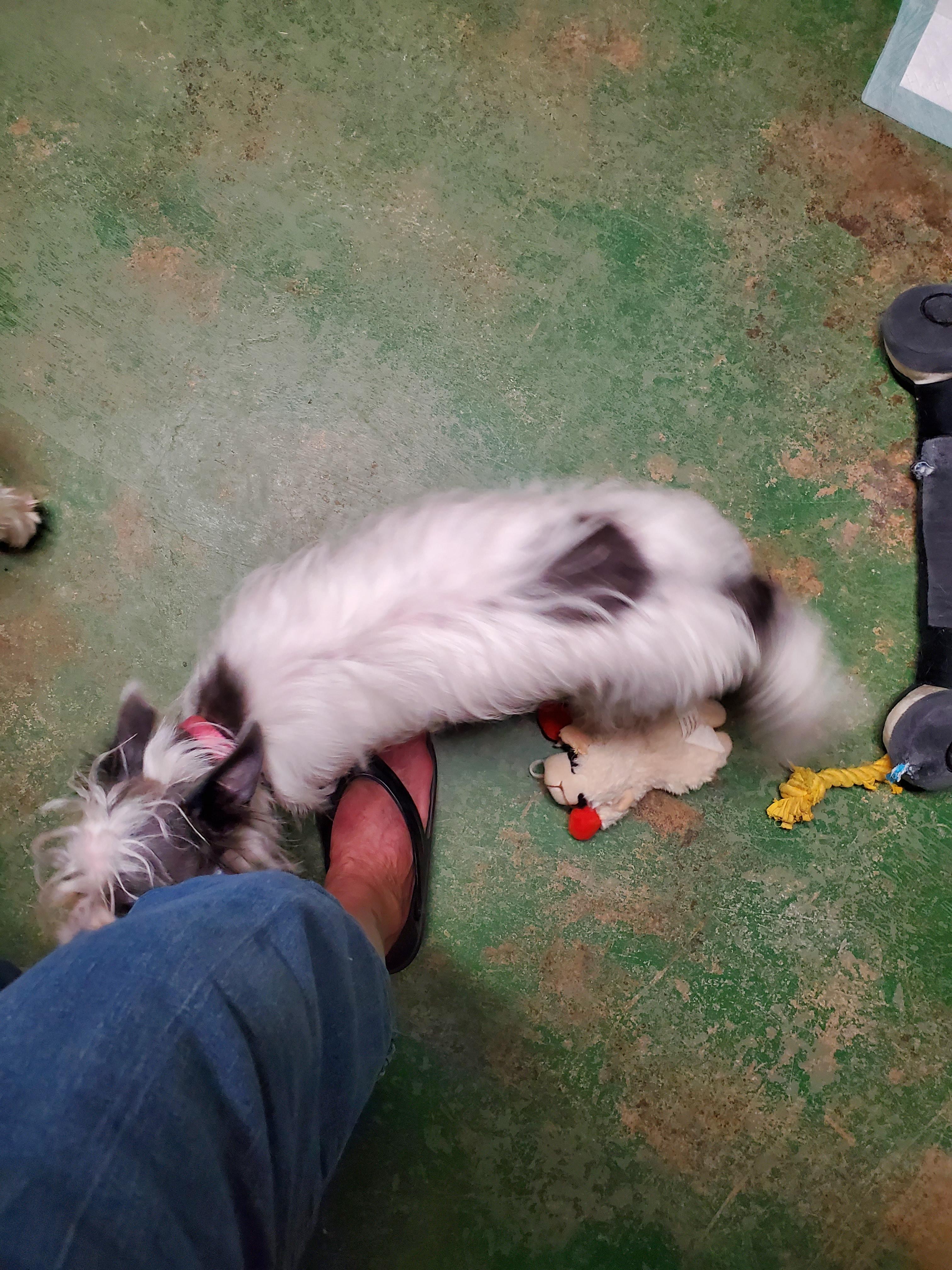 Enlarge Dottie Grace, a Adopted mixed breed in Winston-Salem, NC image 5/5