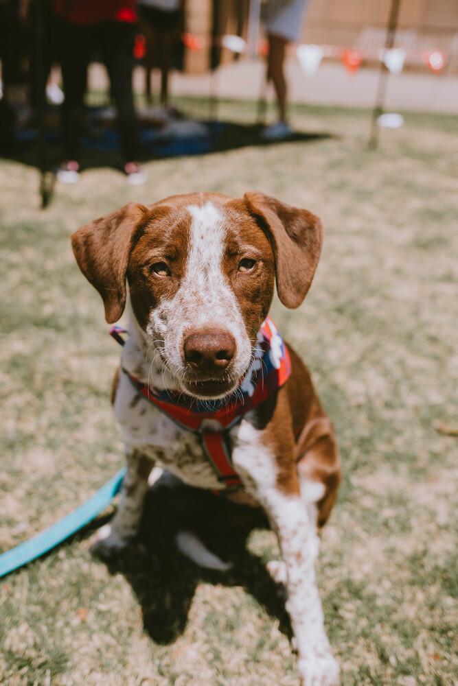 Enlarge Latte, a Adopted mixed breed in Oklahoma City, OK image 3/6