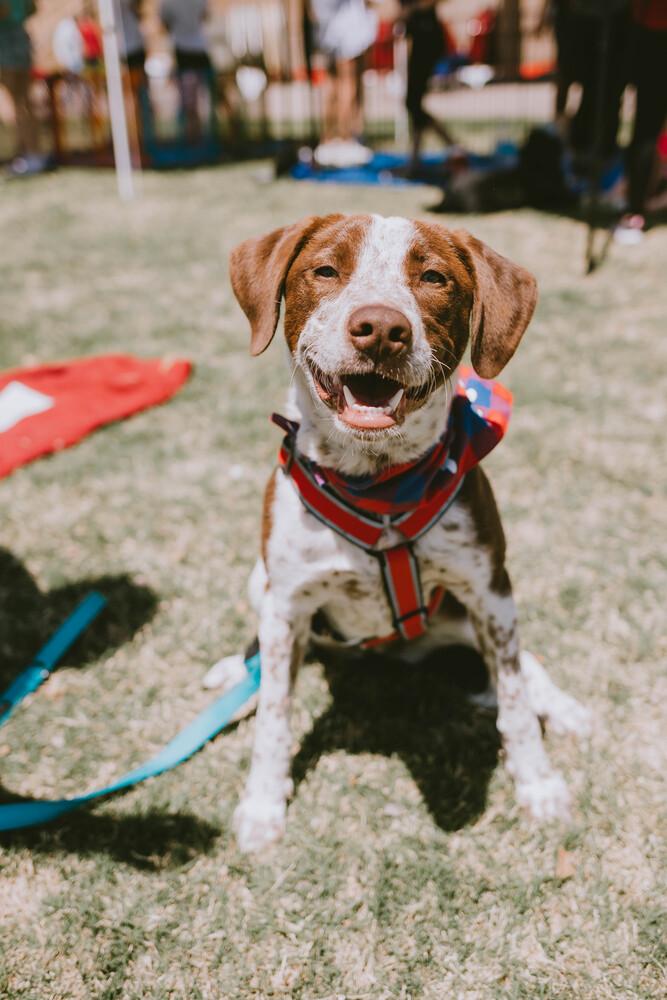 Enlarge Latte, a Adopted mixed breed in Oklahoma City, OK image 4/6