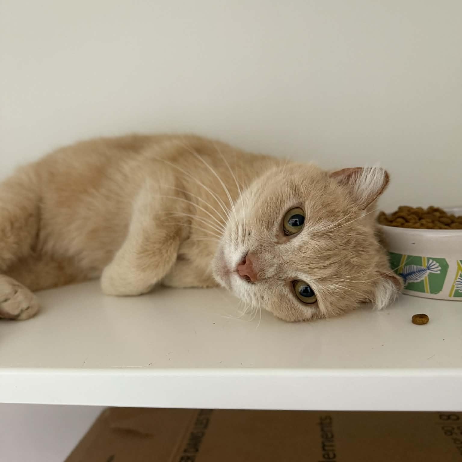 Juliet, ADOPTABLE, Adult Female Domestic Short Hair.