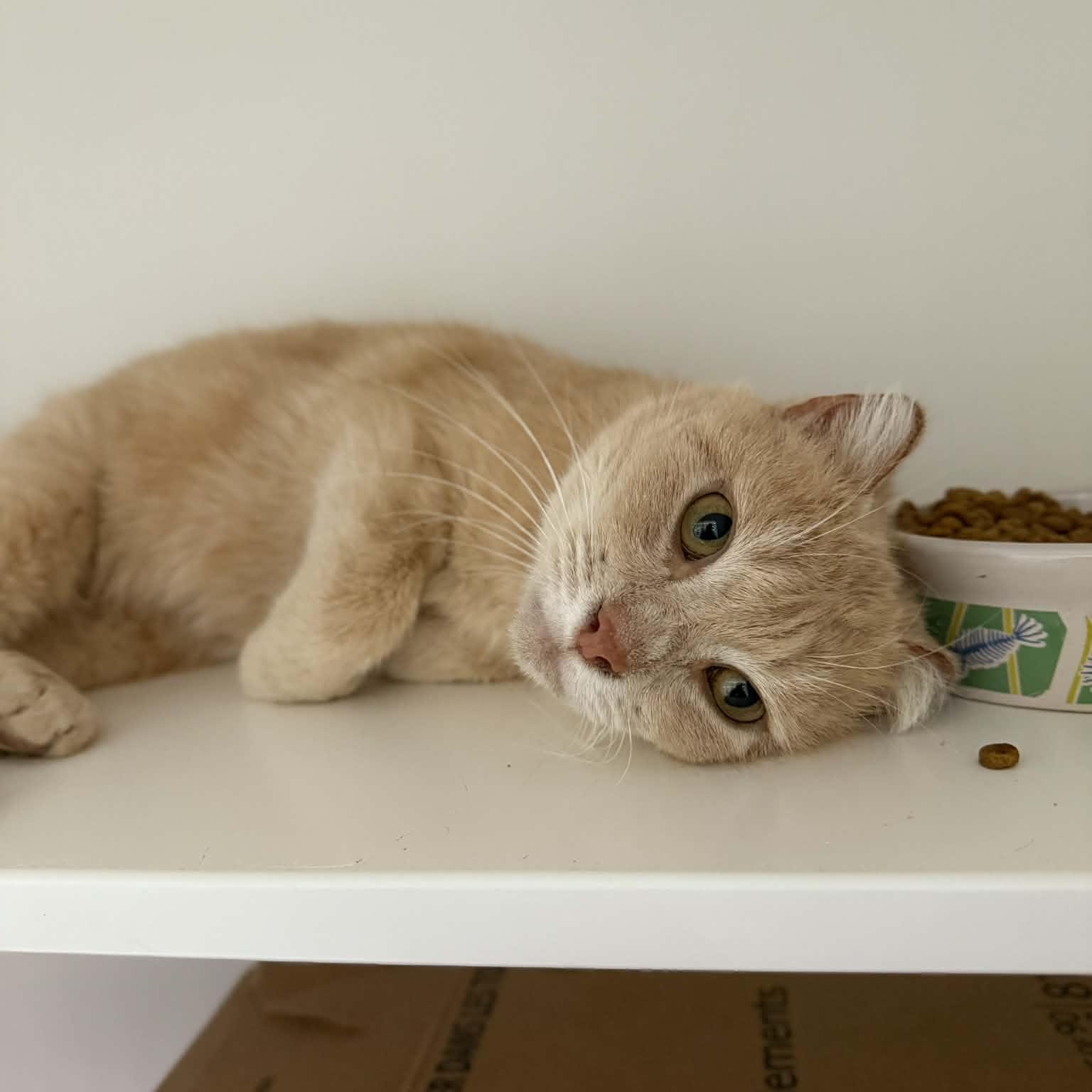 Enlarge Juliet, a ADOPTABLE mixed breed in Penn Yan, NY image 3/3