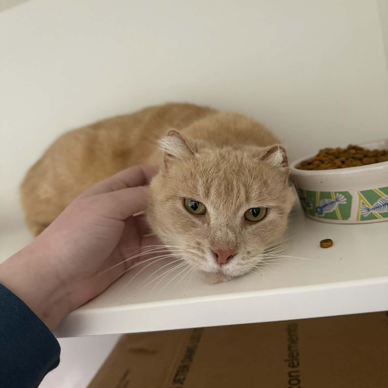 Enlarge Juliet, a ADOPTABLE mixed breed in Penn Yan, NY image 2/3