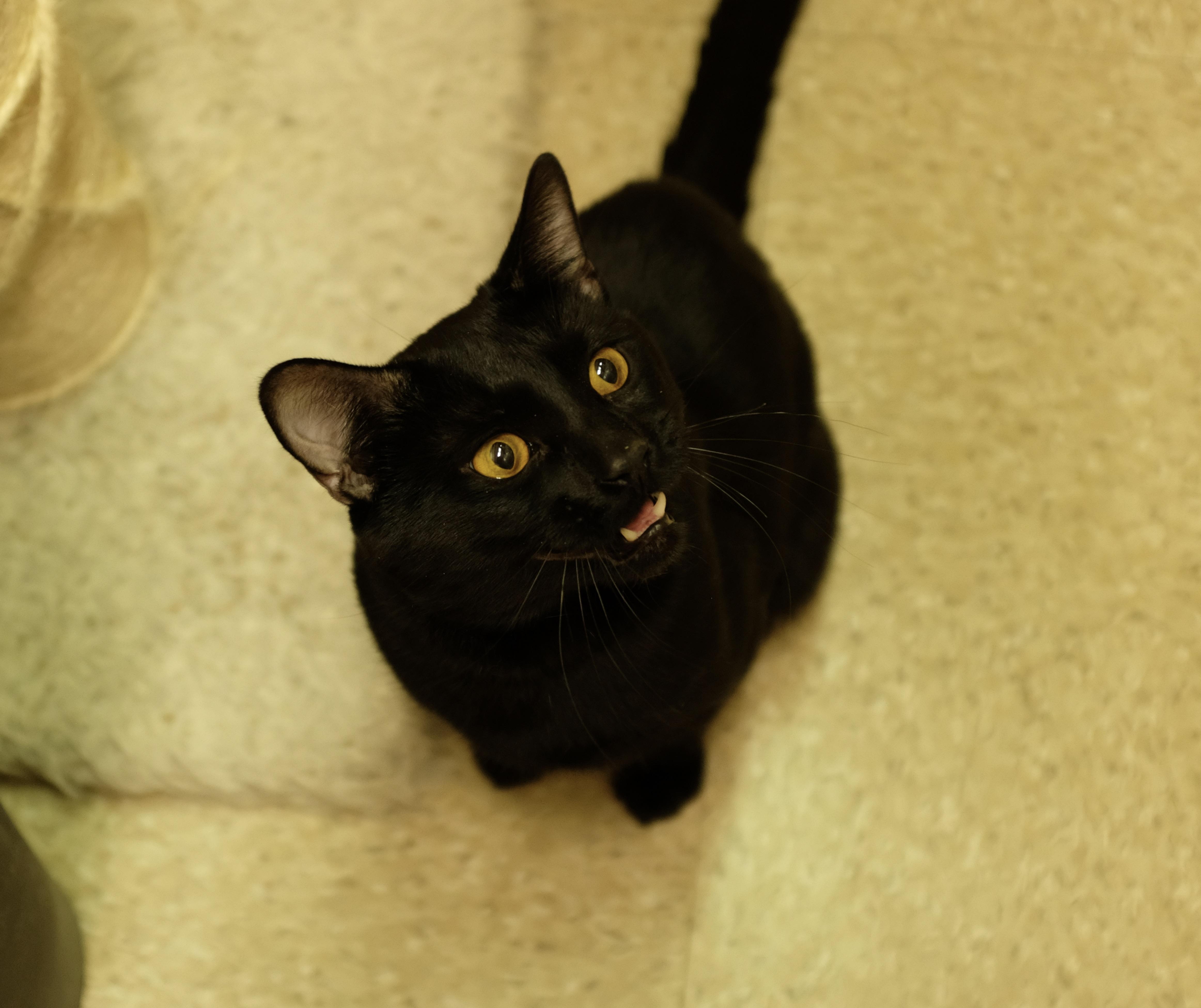 Enlarge Squeaky, an adopted Domestic Short Hair in Albany, NY image 4/6