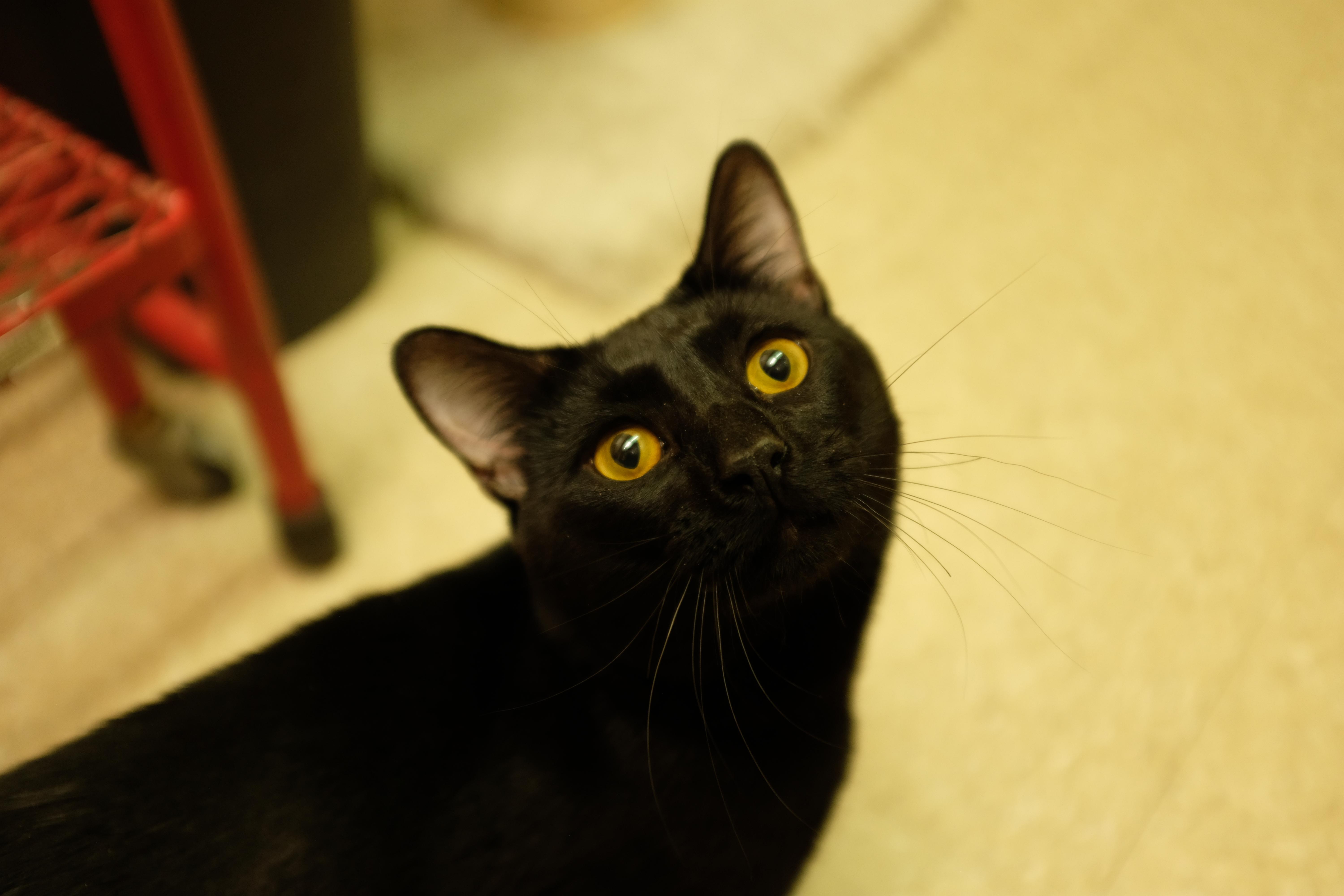 Enlarge Squeaky, an adopted Domestic Short Hair in Albany, NY image 6/6