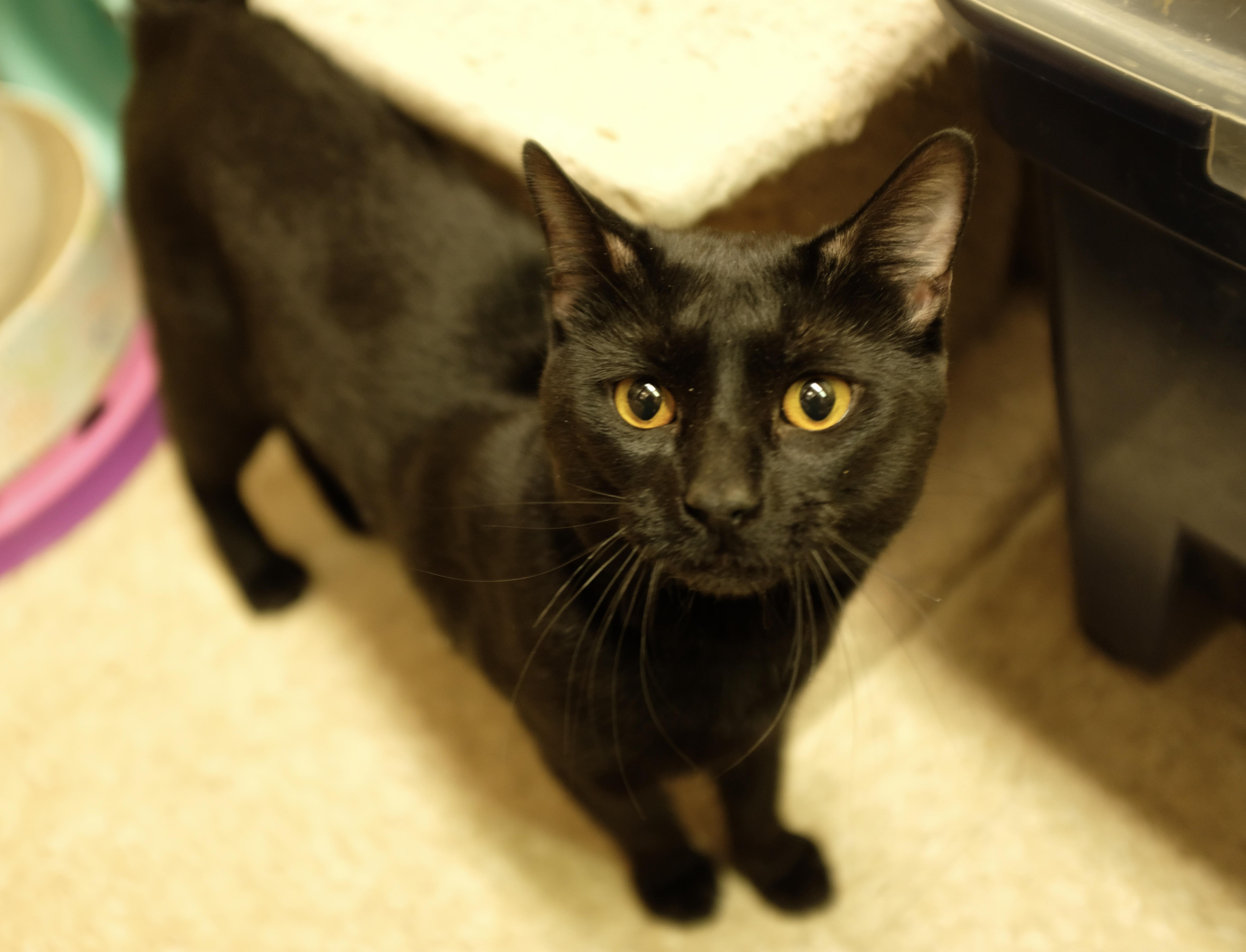 Enlarge Squeaky, an adopted Domestic Short Hair in Albany, NY image 1/6