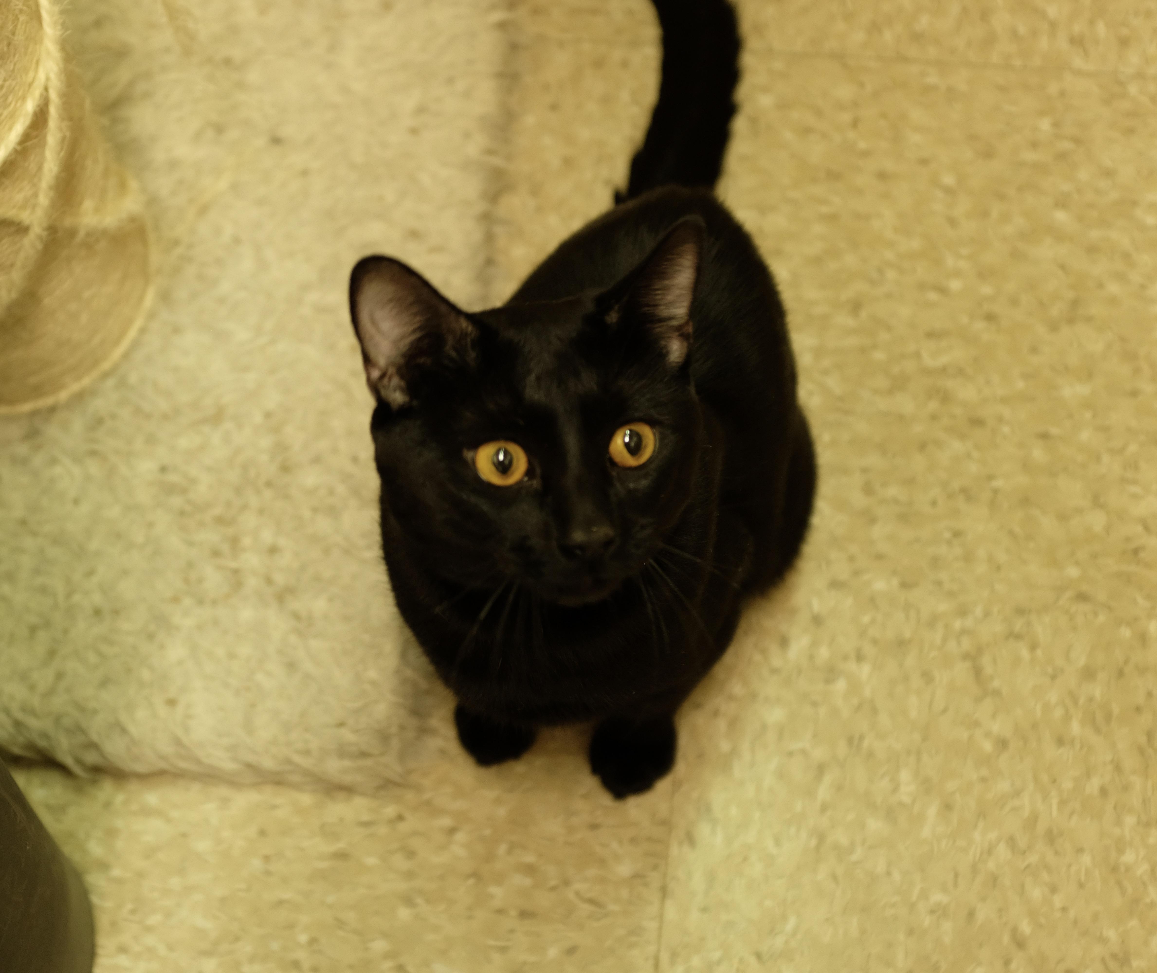Enlarge Squeaky, an adopted Domestic Short Hair in Albany, NY image 5/6