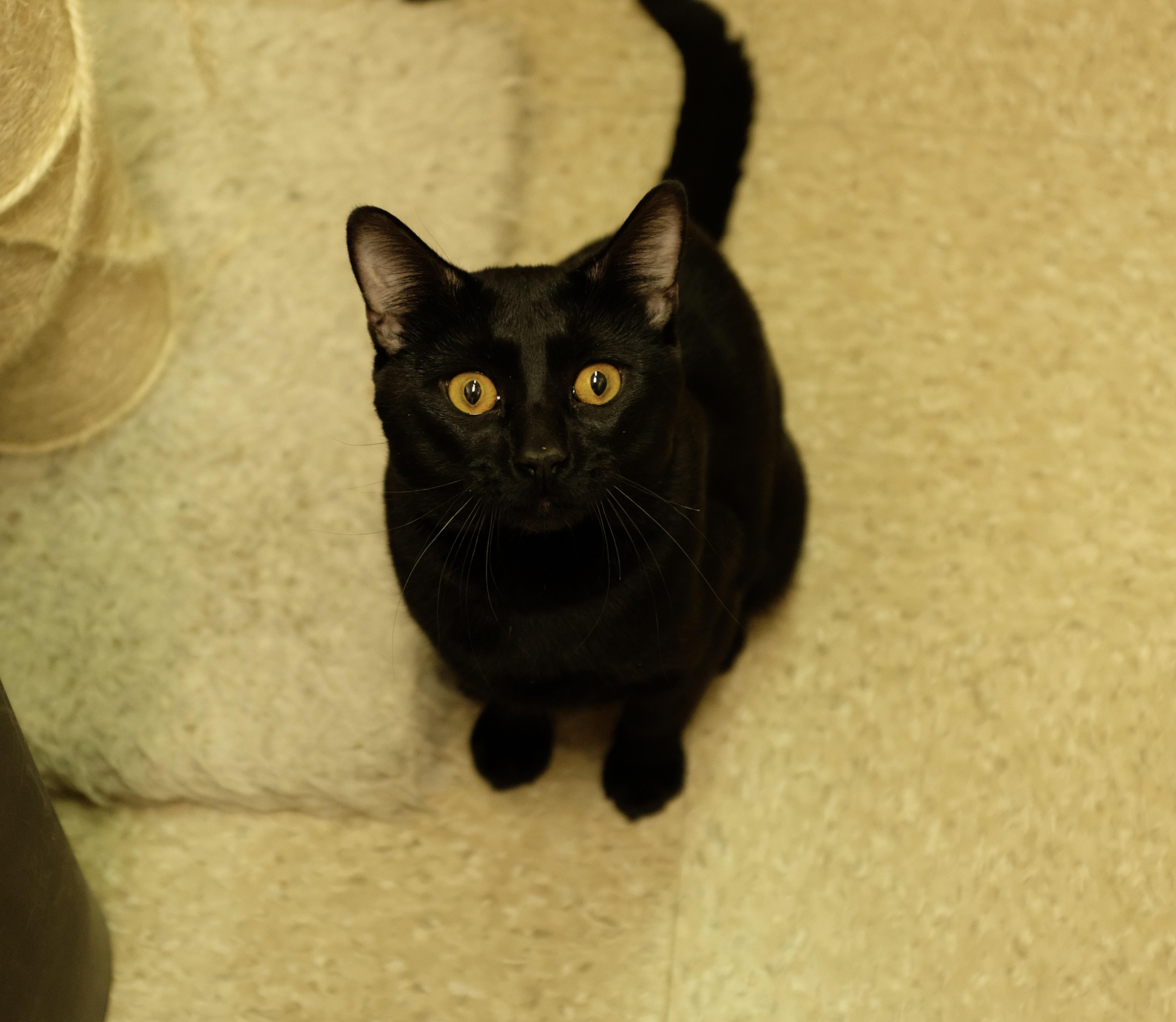 Enlarge Squeaky, an adopted Domestic Short Hair in Albany, NY image 3/6