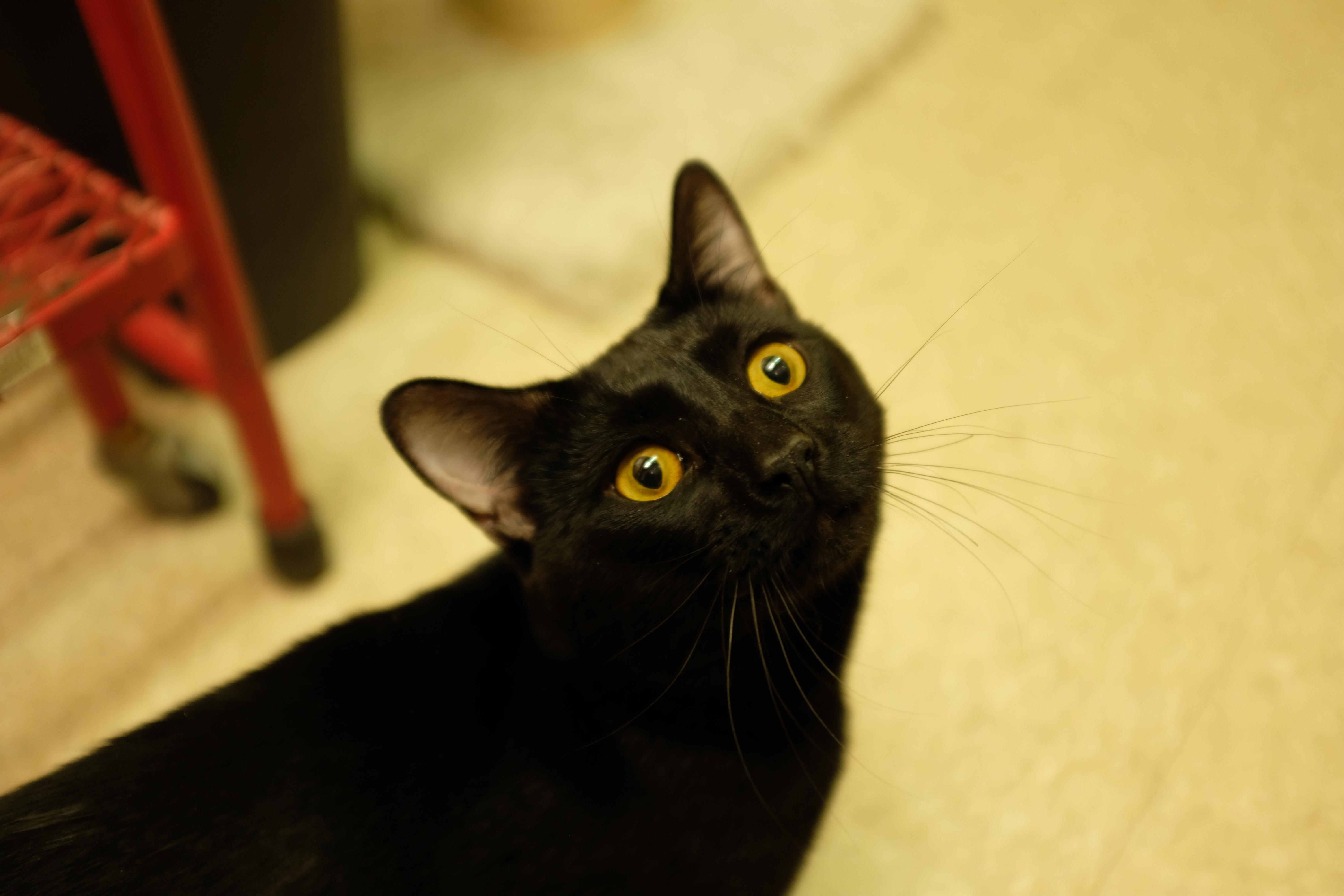 Enlarge Squeaky, an adopted Domestic Short Hair in Albany, NY image 2/6