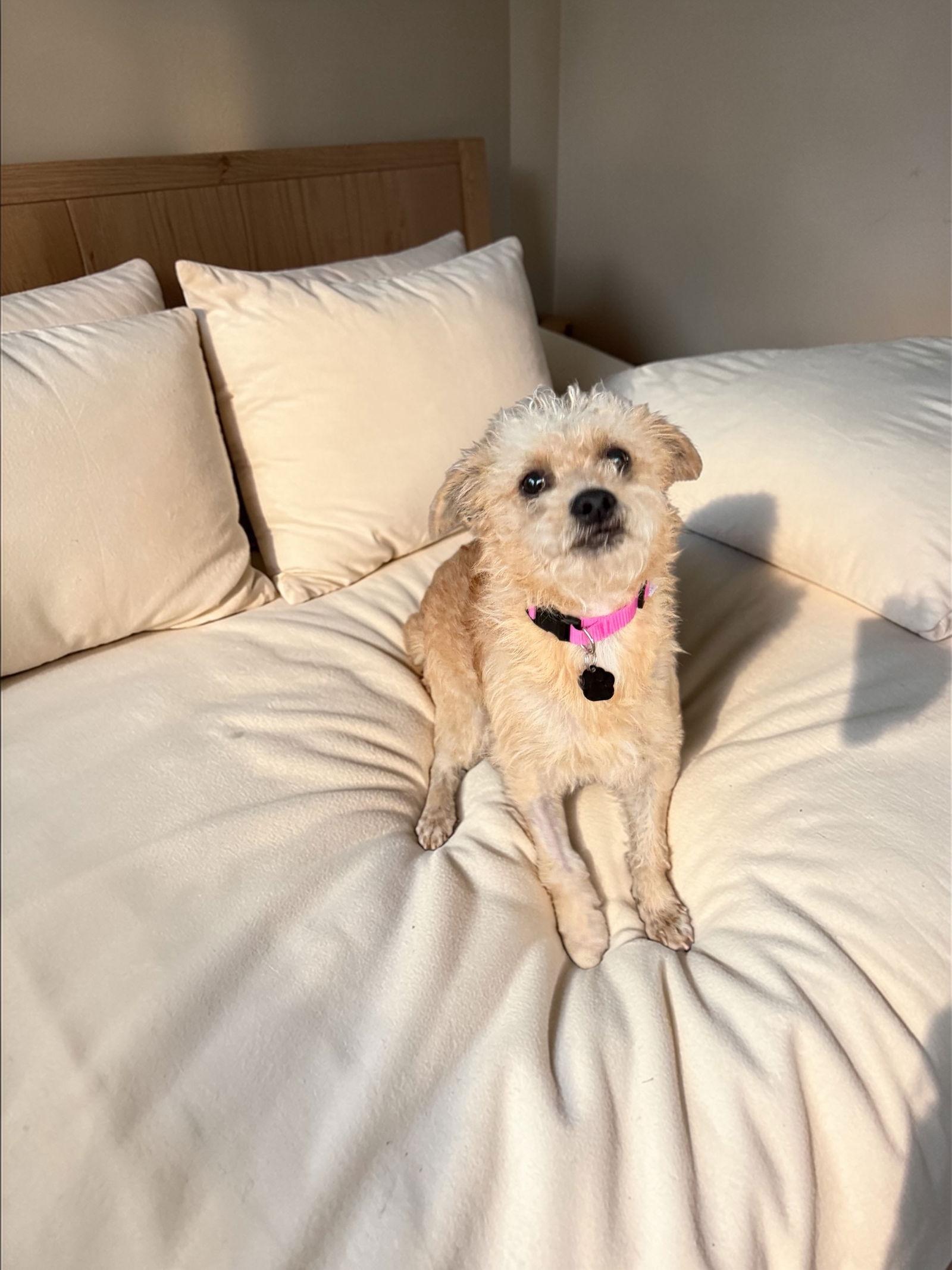 Enlarge Knox, a Adoptable mixed breed in Orange, CA image 1/1