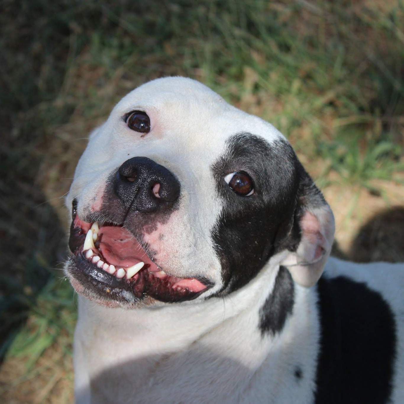 Enlarge Piper, a Adoptable mixed breed in Weaverville, CA image 1/6