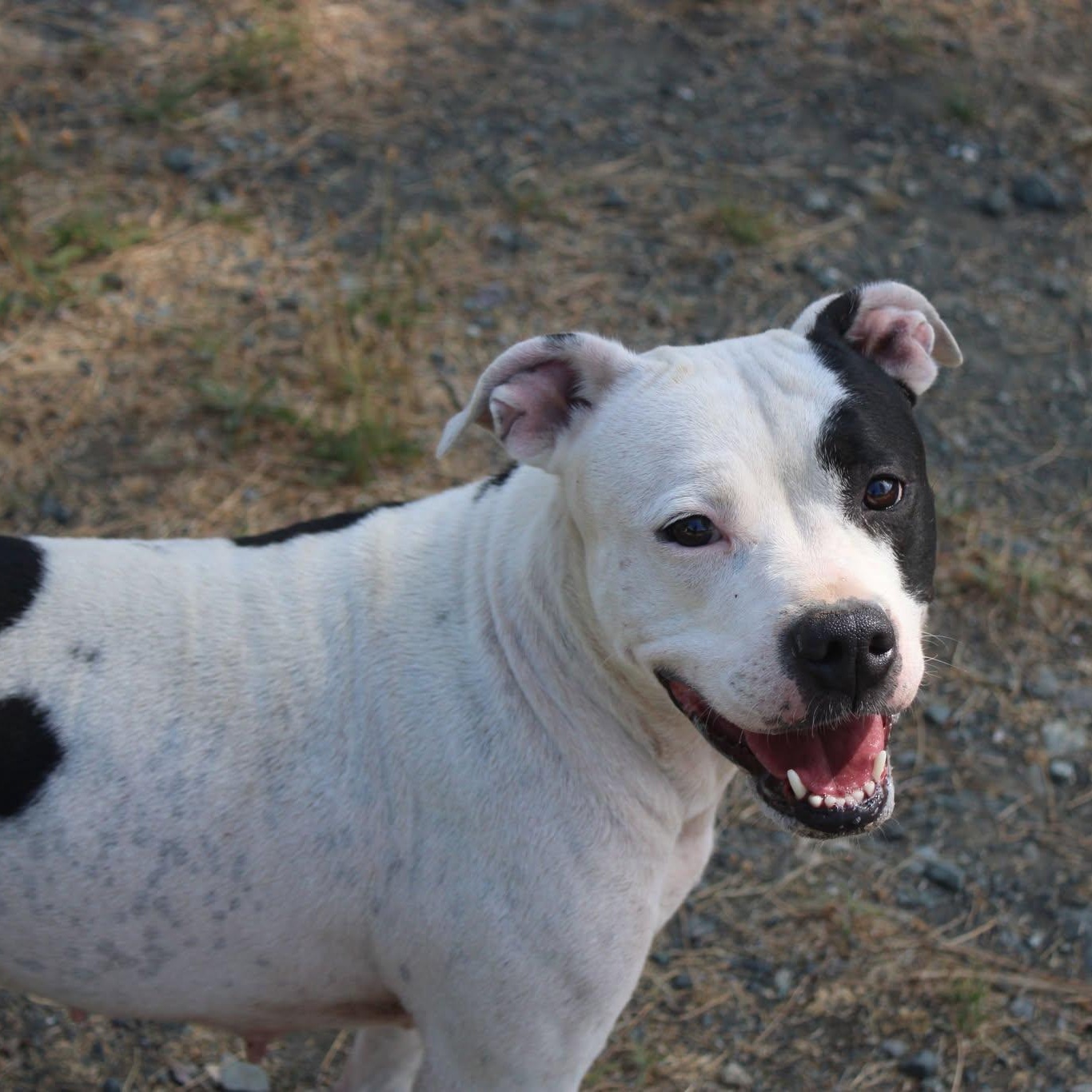 Enlarge Piper, a Adoptable mixed breed in Weaverville, CA image 2/6