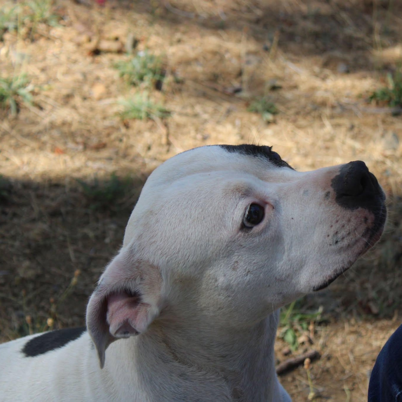Enlarge Piper, a Adoptable mixed breed in Weaverville, CA image 3/6