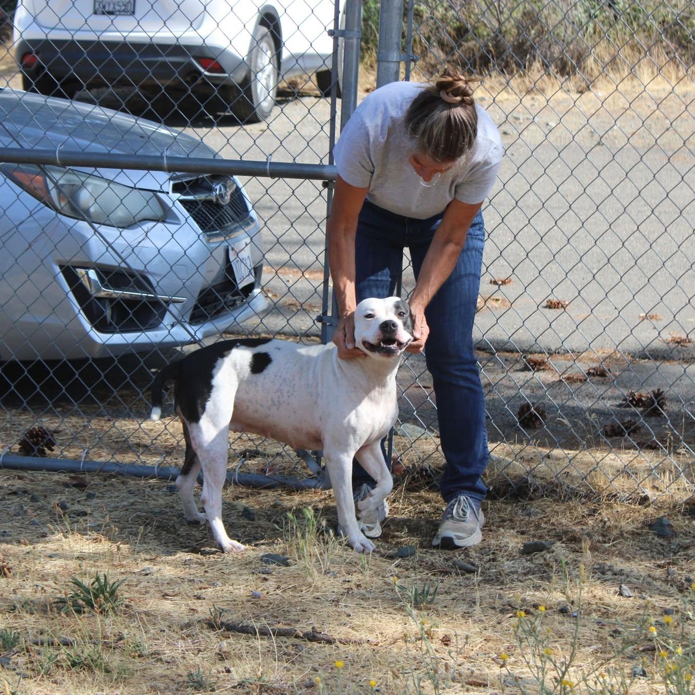 Enlarge Piper, a Adoptable mixed breed in Weaverville, CA image 4/6