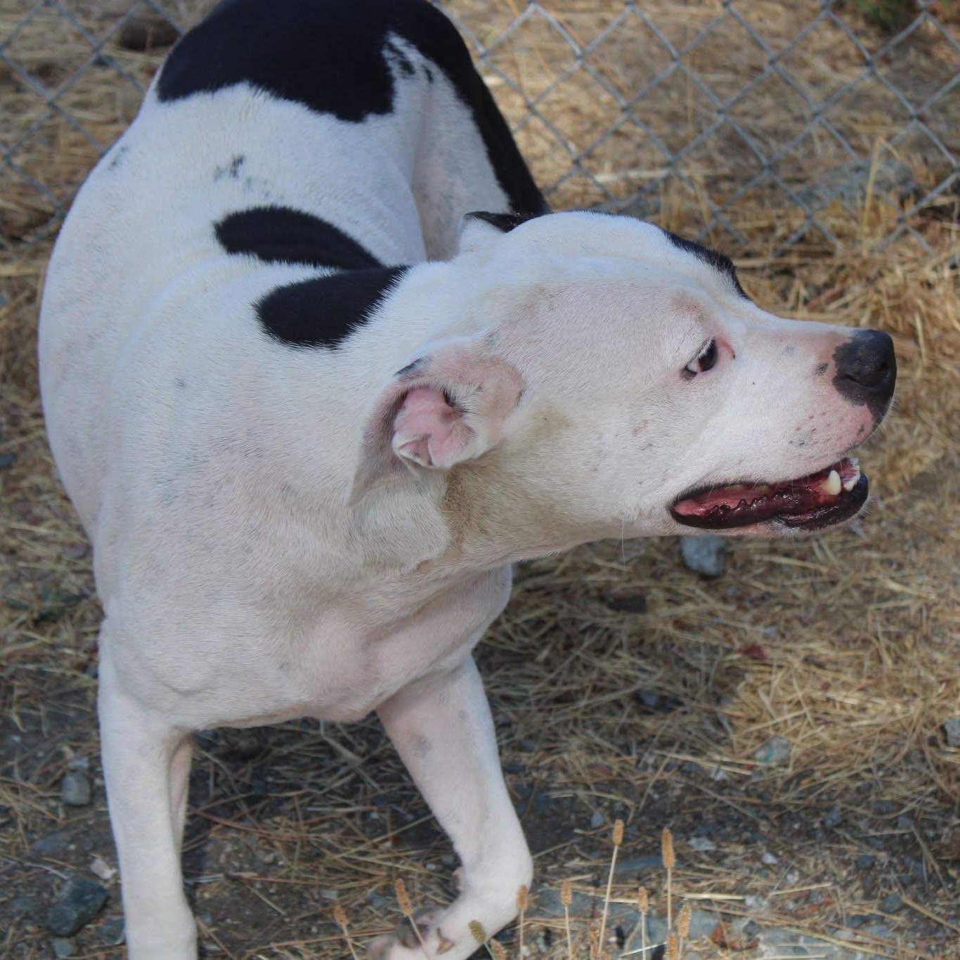Enlarge Piper, a Adoptable mixed breed in Weaverville, CA image 5/6