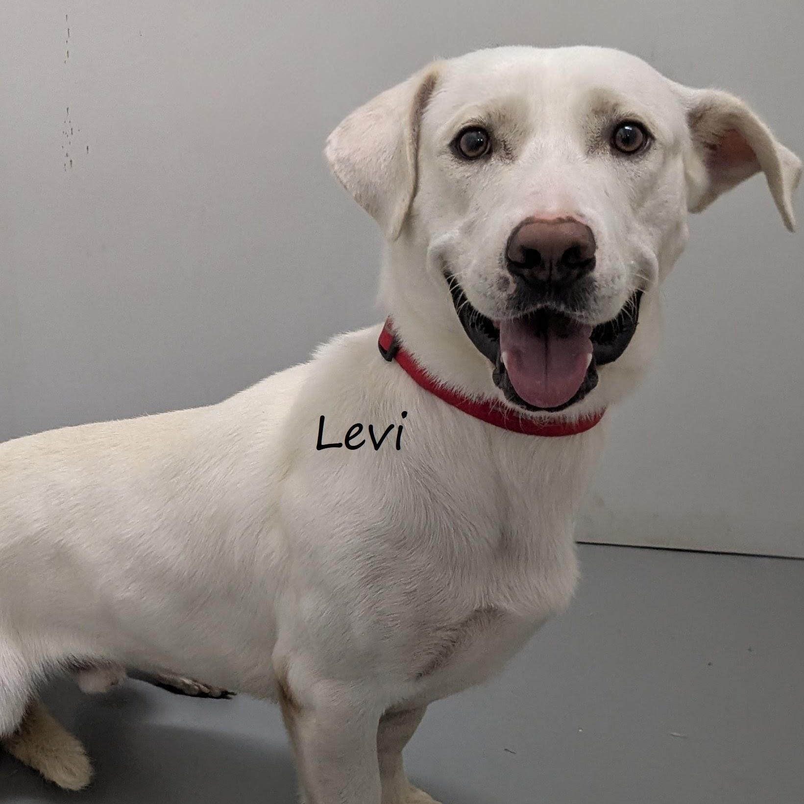 Levi