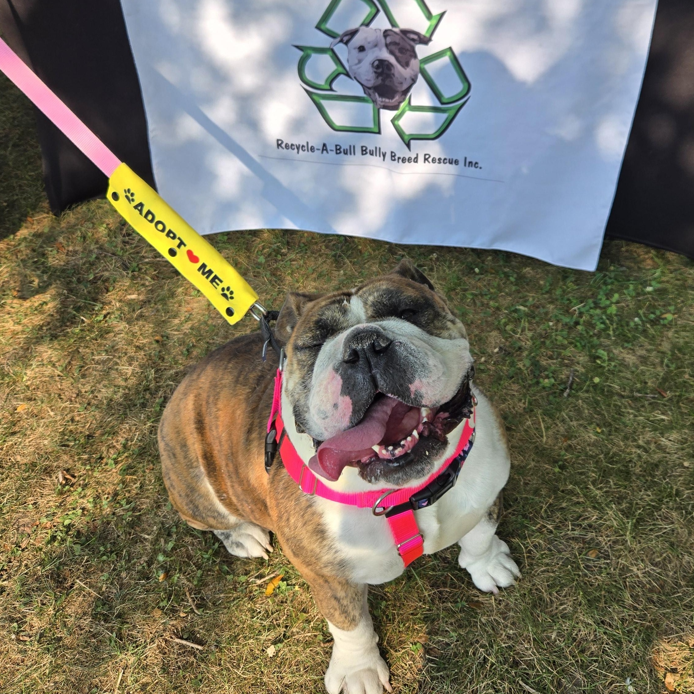 Lana, a Adoptable English Bulldog in Clay, NY image 2/6