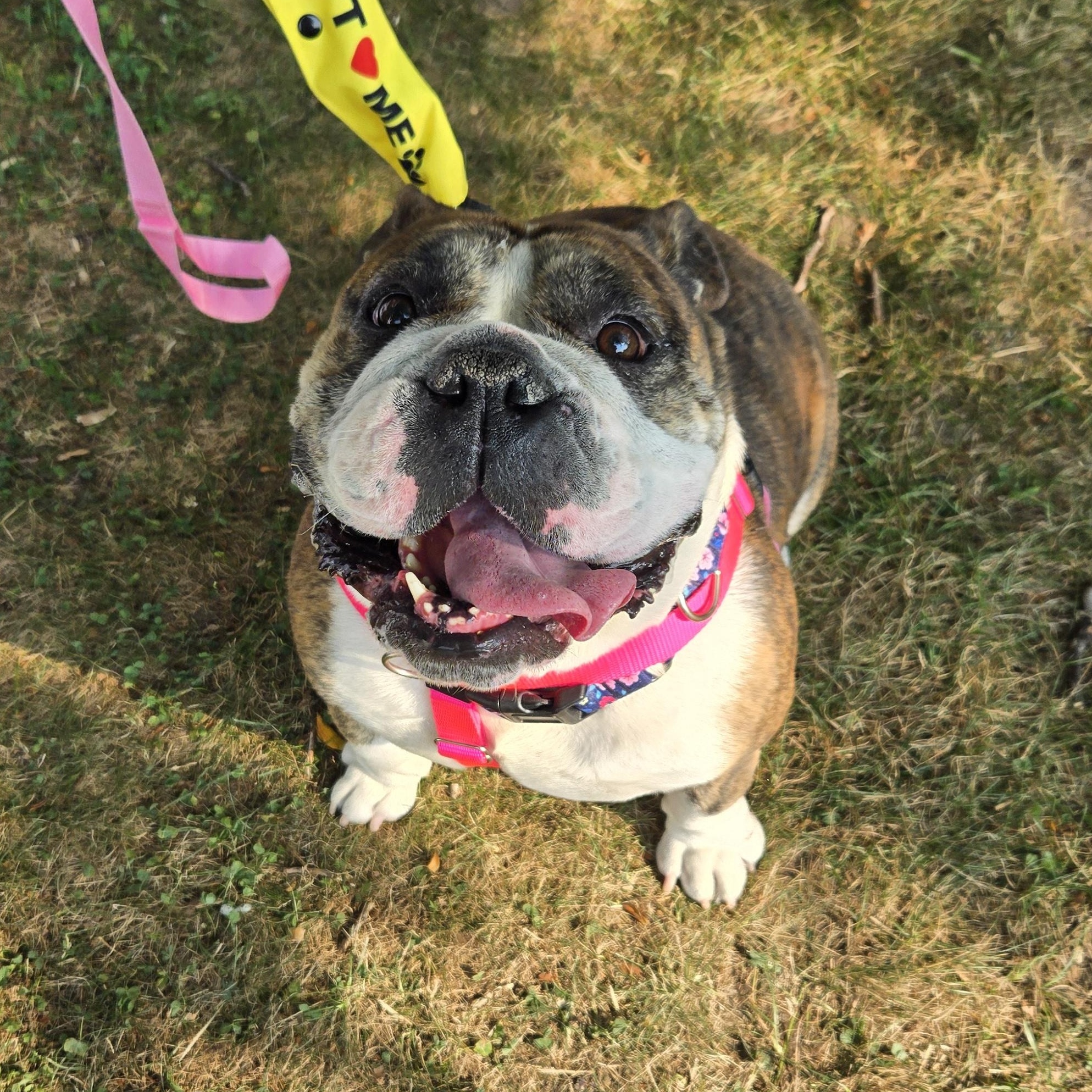 Lana, a Adoptable English Bulldog in Clay, NY image 3/6