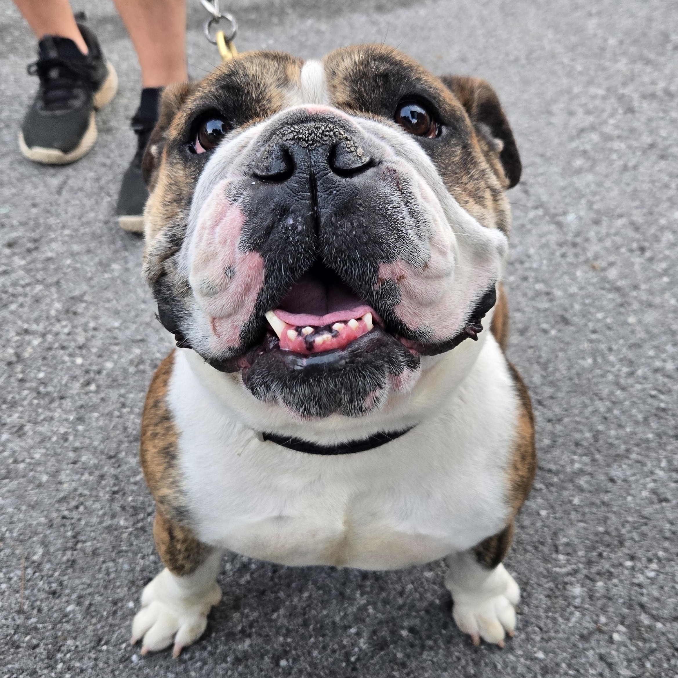 Lana, a Adoptable English Bulldog in Clay, NY image 4/6