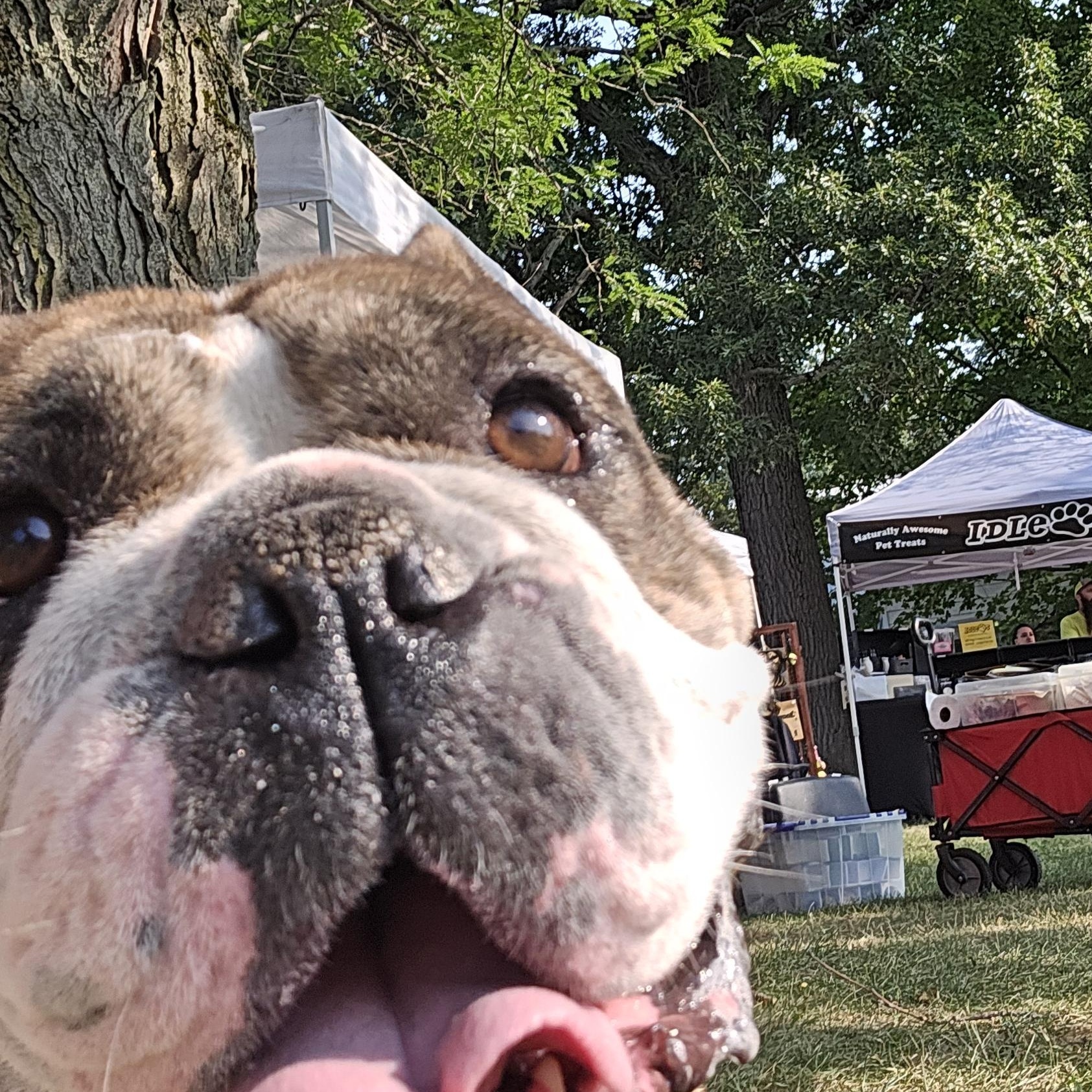 Lana, a Adoptable English Bulldog in Clay, NY image 5/6