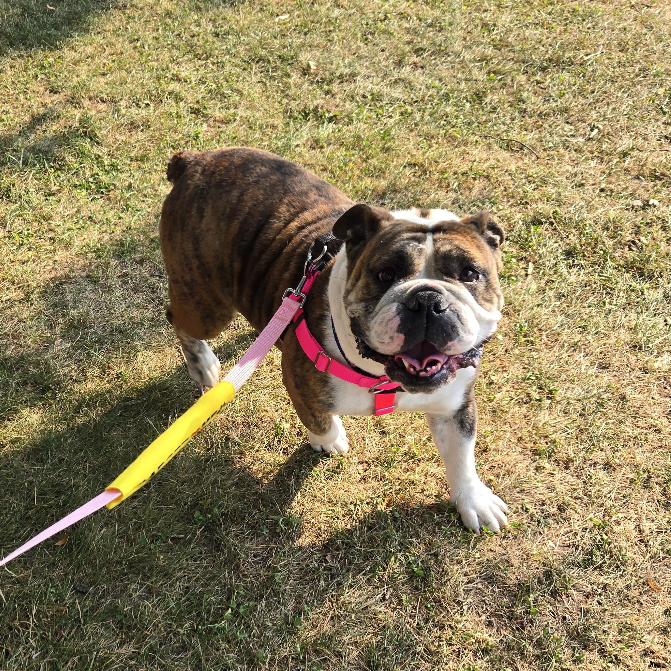 Lana, a Adoptable English Bulldog in Clay, NY image 6/6