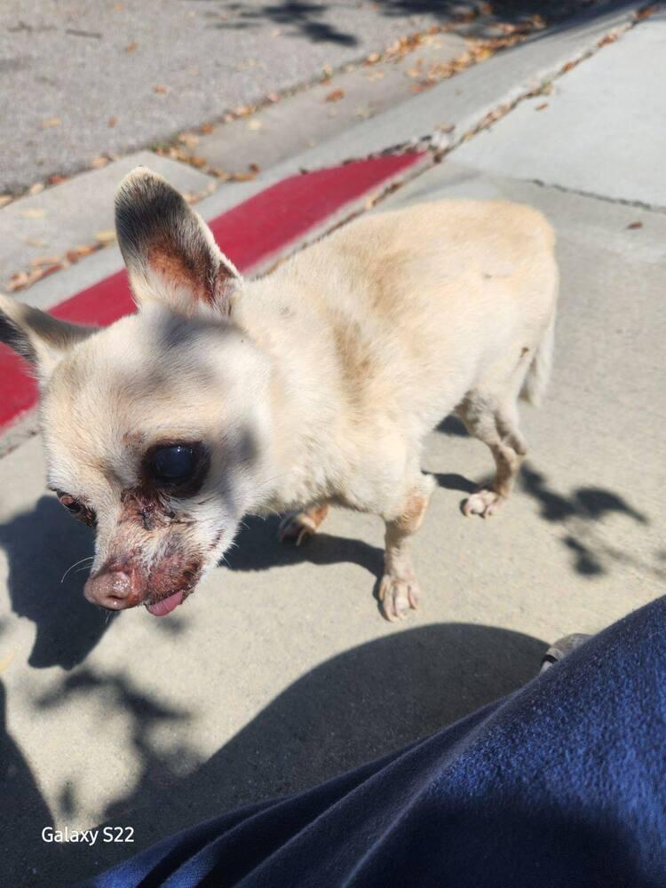 Jake, Adopted, Senior Male Chihuahua.