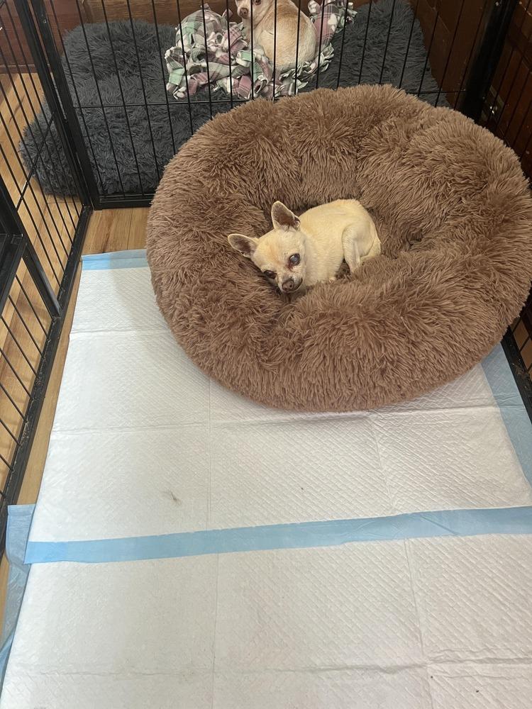 Jake, a Adopted Chihuahua in Claremont, CA image 2/2