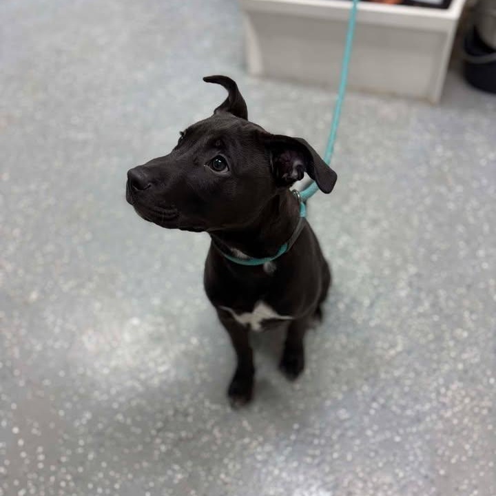 Enlarge Decker, a ADOPTABLE mixed breed in Bardstown, KY image 3/5