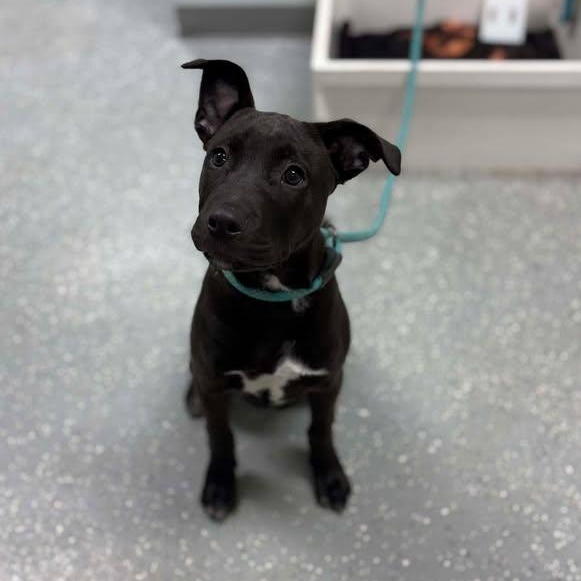 Enlarge Decker, a ADOPTABLE mixed breed in Bardstown, KY image 4/5