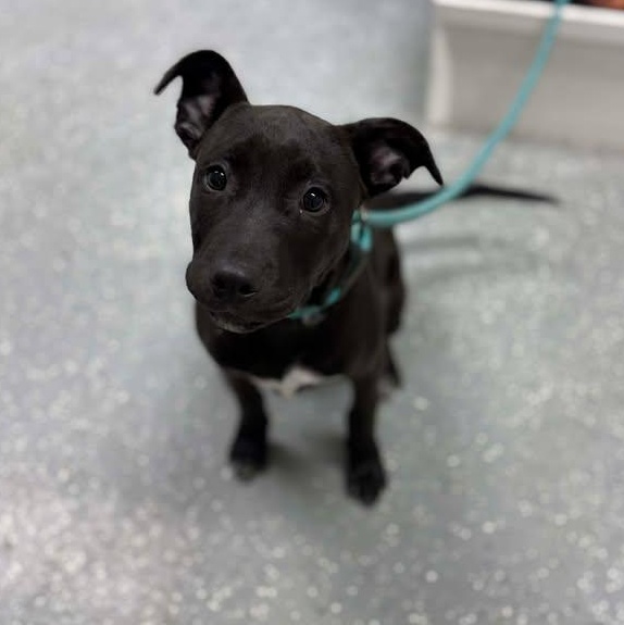 Enlarge Decker, a ADOPTABLE mixed breed in Bardstown, KY image 5/5