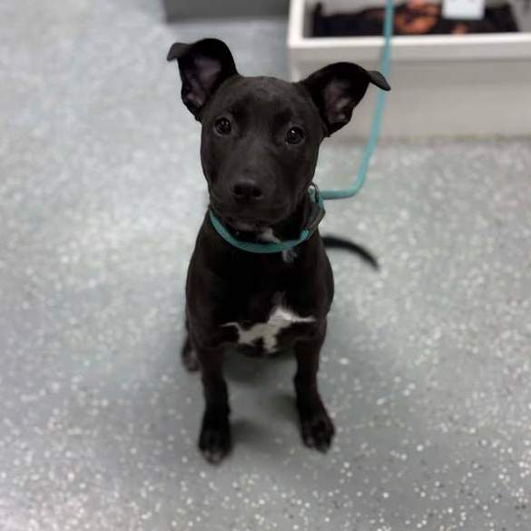 Enlarge Decker, a ADOPTABLE mixed breed in Bardstown, KY image 1/5