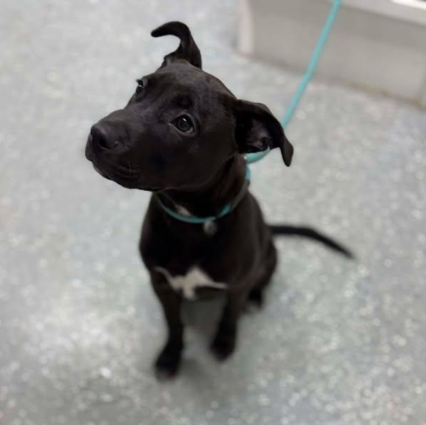 Enlarge Decker, a ADOPTABLE mixed breed in Bardstown, KY image 2/5