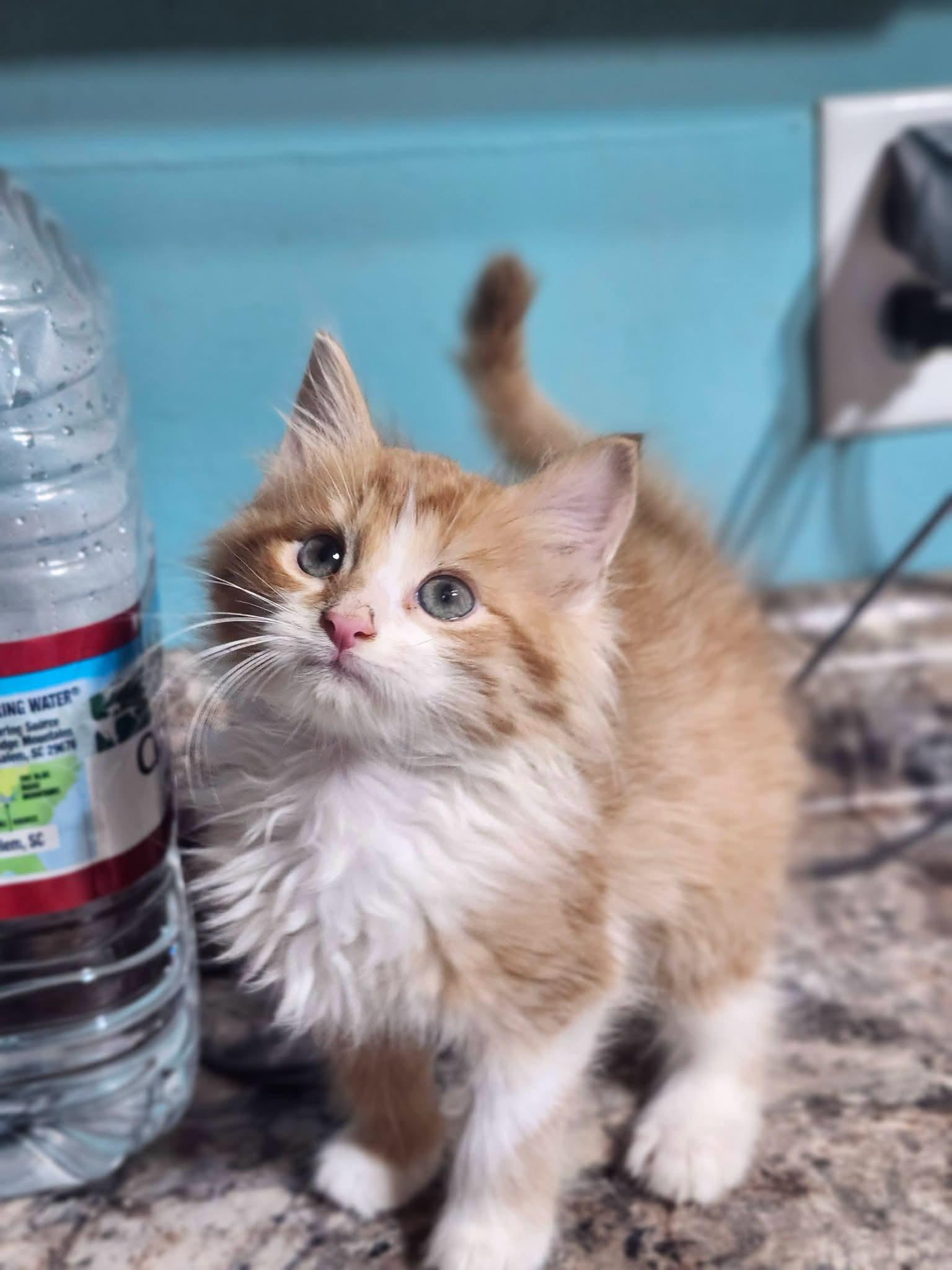 Dove, adopted, Kitten Female Domestic Long Hair.