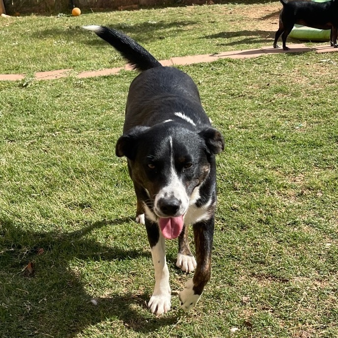 Mia, a Adoptable mixed breed in Snyder, TX image 1/3