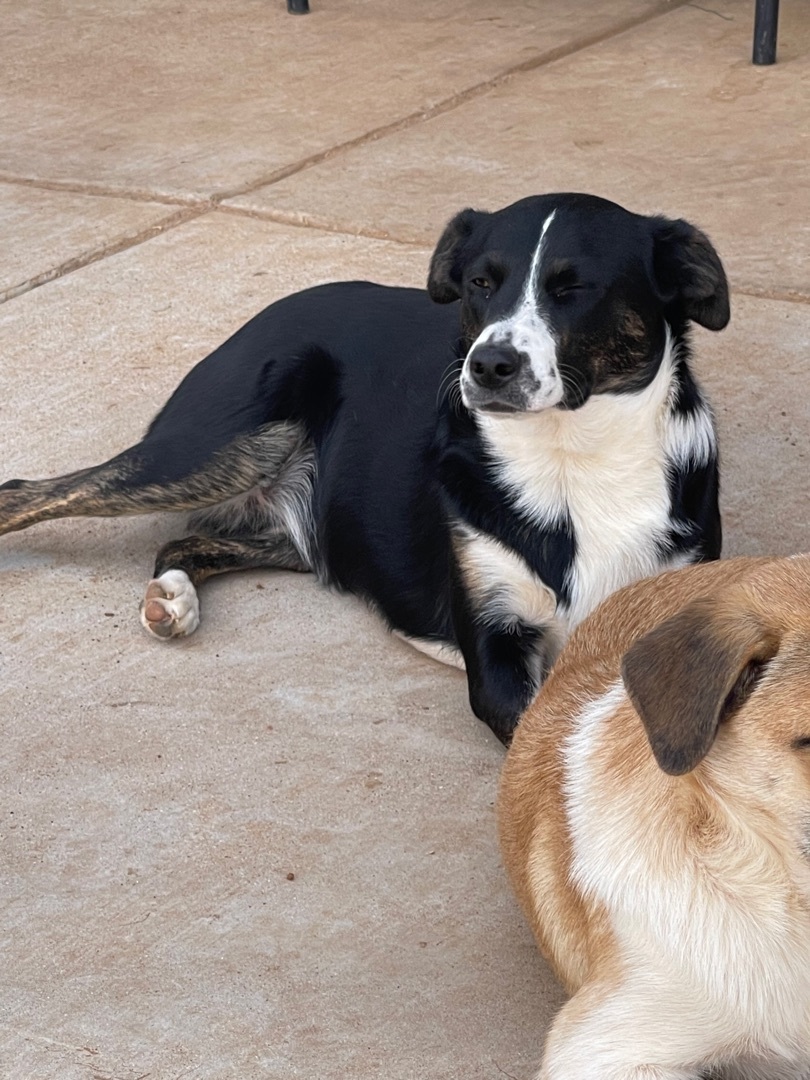 Mia, a Adoptable mixed breed in Snyder, TX image 2/3