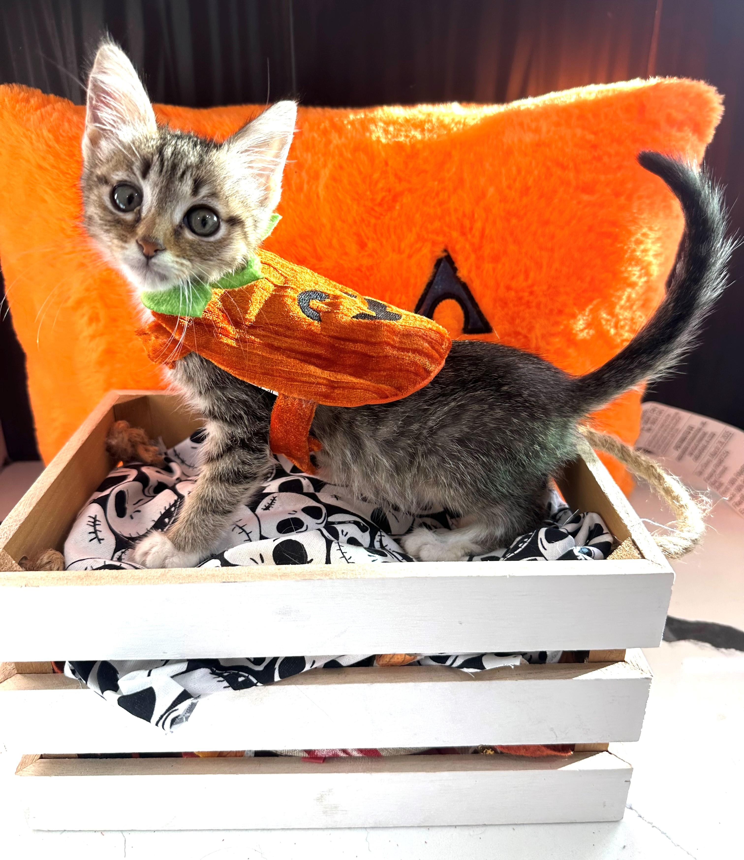 Enlarge Penny, a Adopted Domestic Short Hair in HUNTINGTON BEACH, CA image 1/1